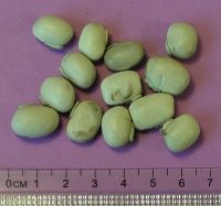 mucuna